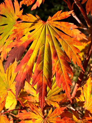 Acer japonicum 'Yama kagi' - mapleridgenursery
